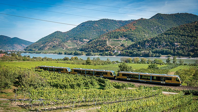 Wachaubahn, © NÖVOG/Kerschbaummayr Ein gelber Zug fährt durch eine grüne Weinlandschaft mit einem Fluss und Hügeln im Hintergrund.