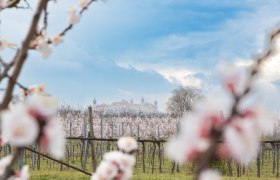 Marillenblüte in der Wachau, © Barbara Elser