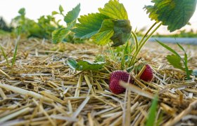Bauernspeis Erdbeeren am Feld, © Bauernspeis