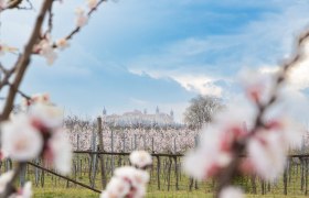 Marillenbl&uuml;ten in der Wachau mit einem Schloss im Hintergrund.