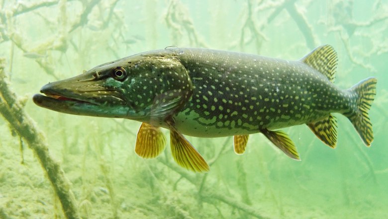 Ein Hecht schwimmt in klarem Wasser mit Pflanzen im Hintergrund.